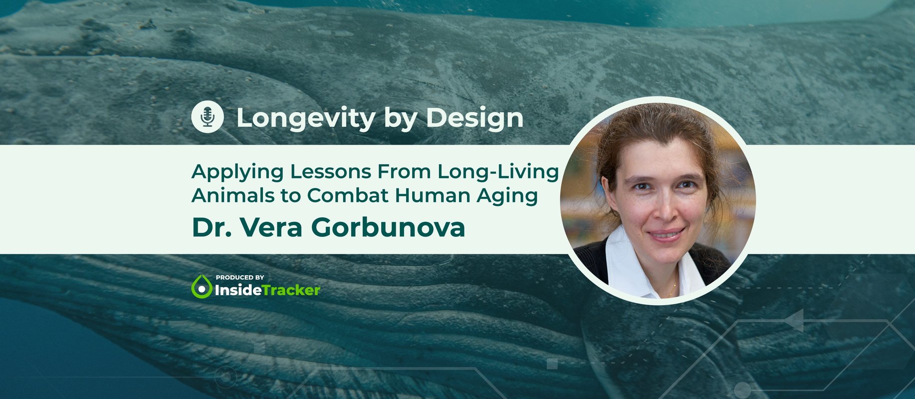 Dr. Vera Gorbunova—Applying Lessons From Long-Living Animals to Combat ...